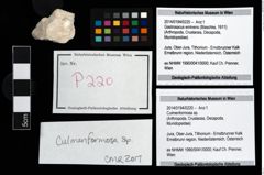 Foto (Objekt + Etikett) von Culmenformosa sp.  (NHMW-GEO-2014-0194-0220)